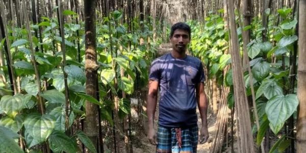 পান চাষে চাষীদের ভাগ্য বদল সাতক্ষীরার অর্থনীতিতে সুবাতাস